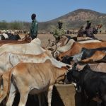 Karimojong and Turkana pastoralists watering their animals in Kobebe in Moroto last week (photo by Steven Ariong)