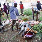 Kadama elders preparing to eat meat after allocsting the land to International University of East Africa last year