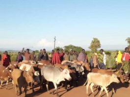 Army Kills Two Karimojong Rustlers, Recover 220 Heads of Cattle