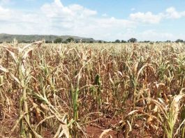Scorching Sunshine Leaves Kween Farmers With No Hope Of Harvesting 
