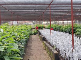 NARO Gears Up For Stronger Agricultural Initiatives In New Financial Year