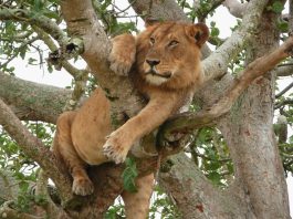 Gov’t Seeking Shs10Billion To Breed Lions