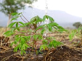 NARO Steps Up Cassava Multiplication to Boost Food Security in Drought-Prone Karamoja